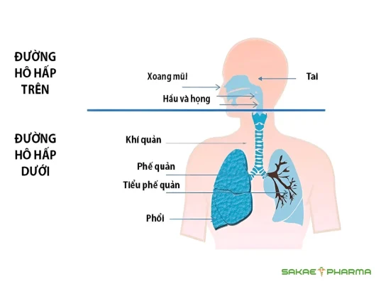 Cấu tạo đường hô hấp