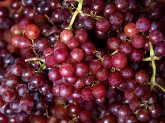Đường glucose có ở đâu