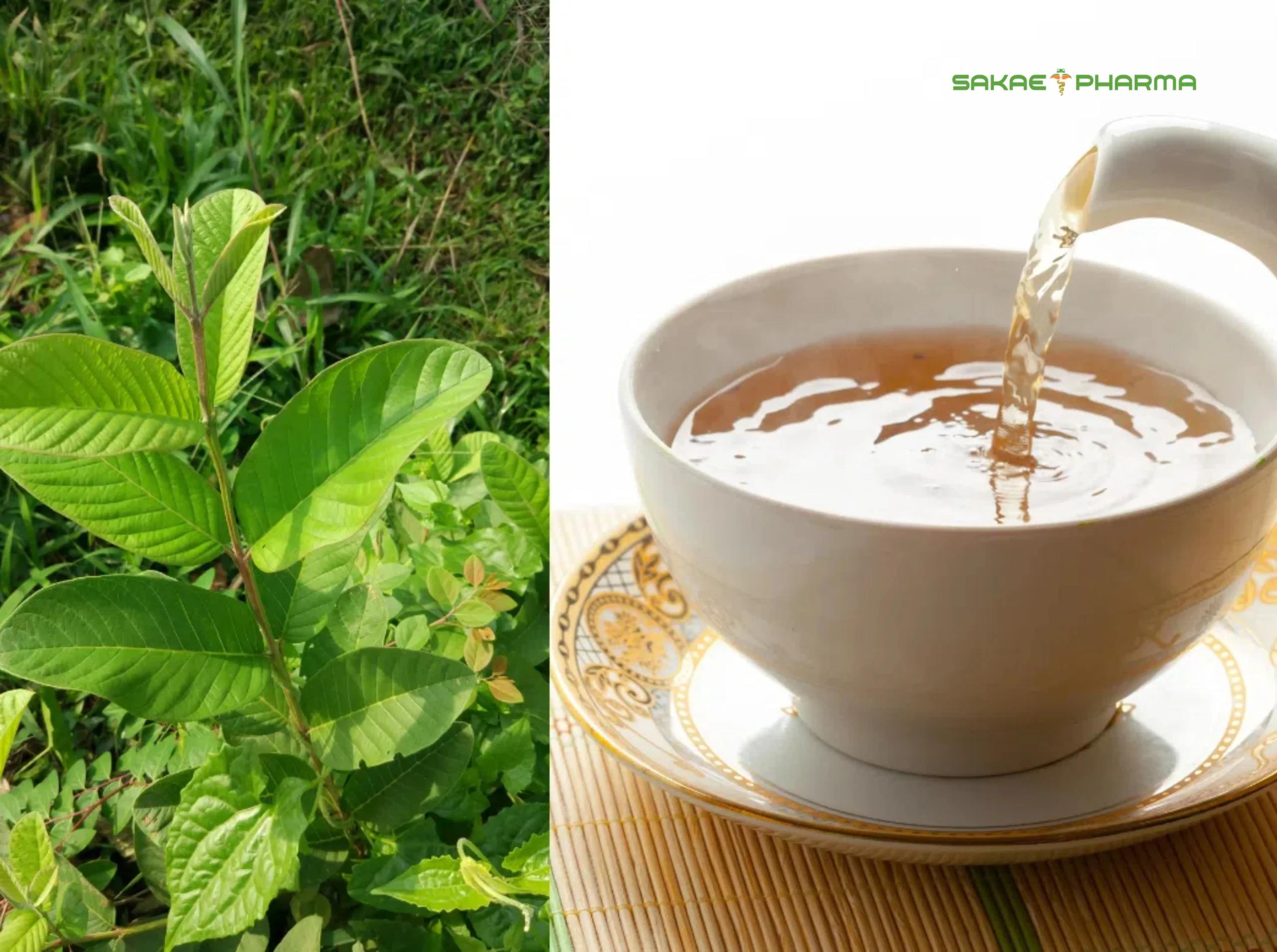 uống nước lá ổi có tác dụng gì