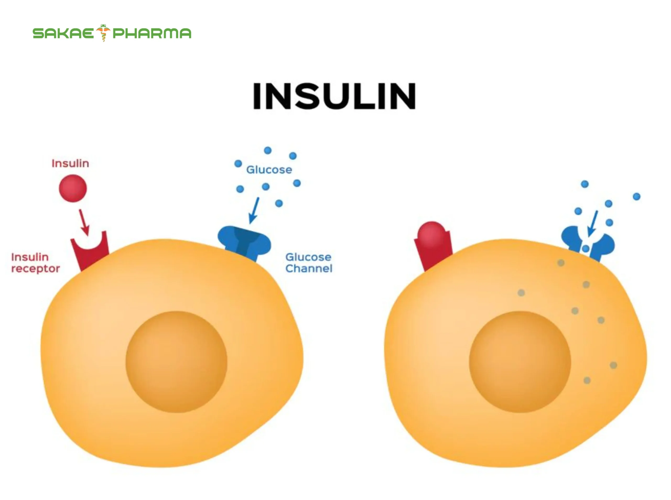đề kháng insulin là gì