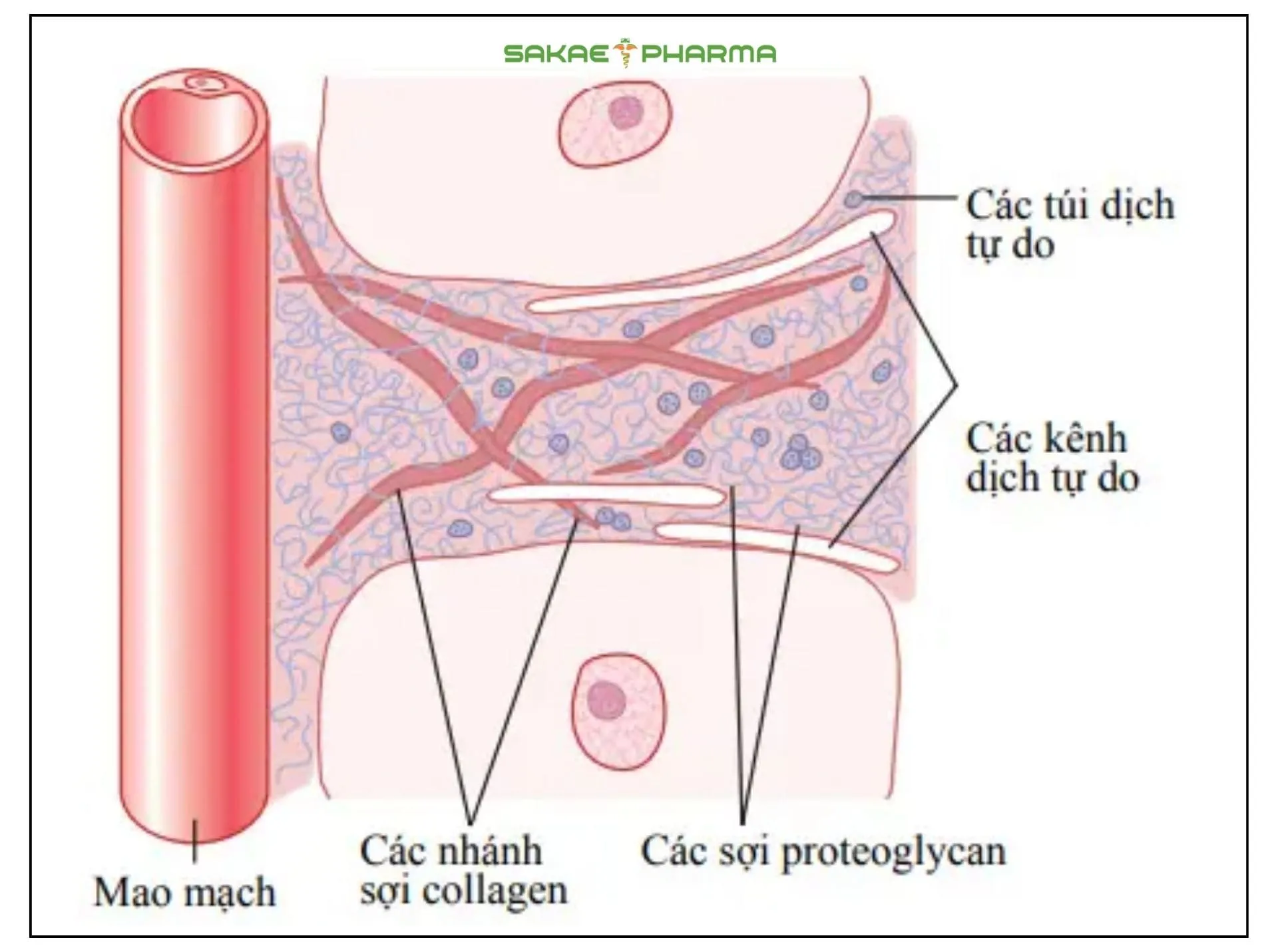 dịch kẽ là gì