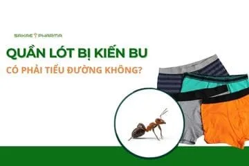 Tại sao quần lót bị kiến bu? Quần lót bị kiến bu có phải tiểu đường không?